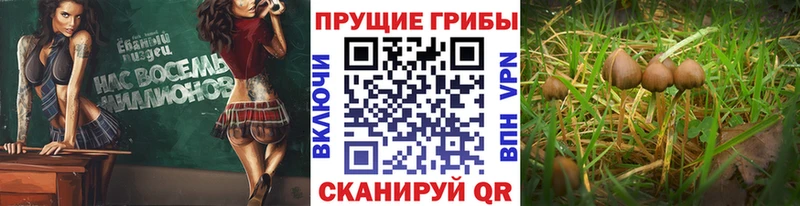 Псилоцибиновые грибы Psilocybe Александровское